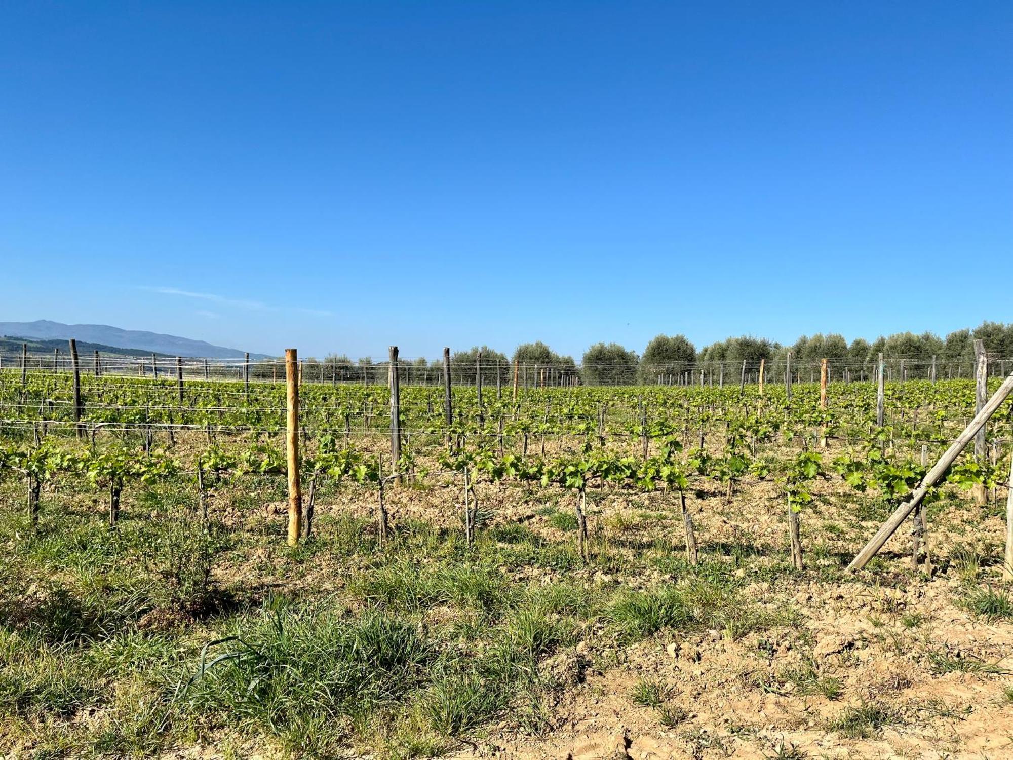 Agriturismo Le Querciole In Val D'Orcia Bagno Vignoni Buitenkant foto