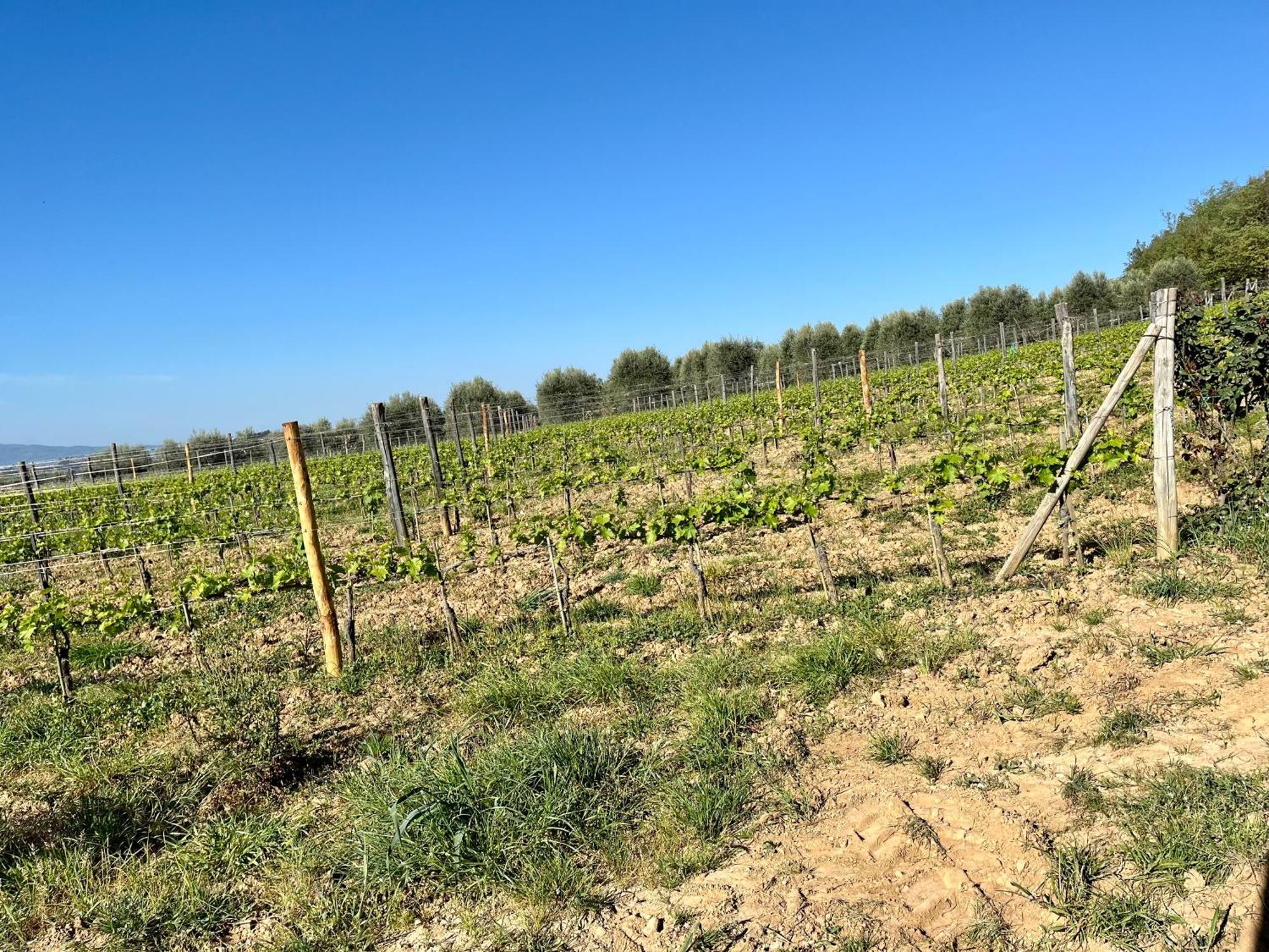 Agriturismo Le Querciole In Val D'Orcia Bagno Vignoni Buitenkant foto